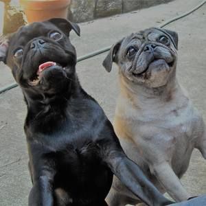 Meet your Posher, Daby